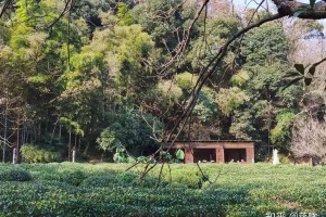 杭州1天游哪些地方值得去的？轻松一日游攻略带你玩遍西湖、灵隐寺、龙井村