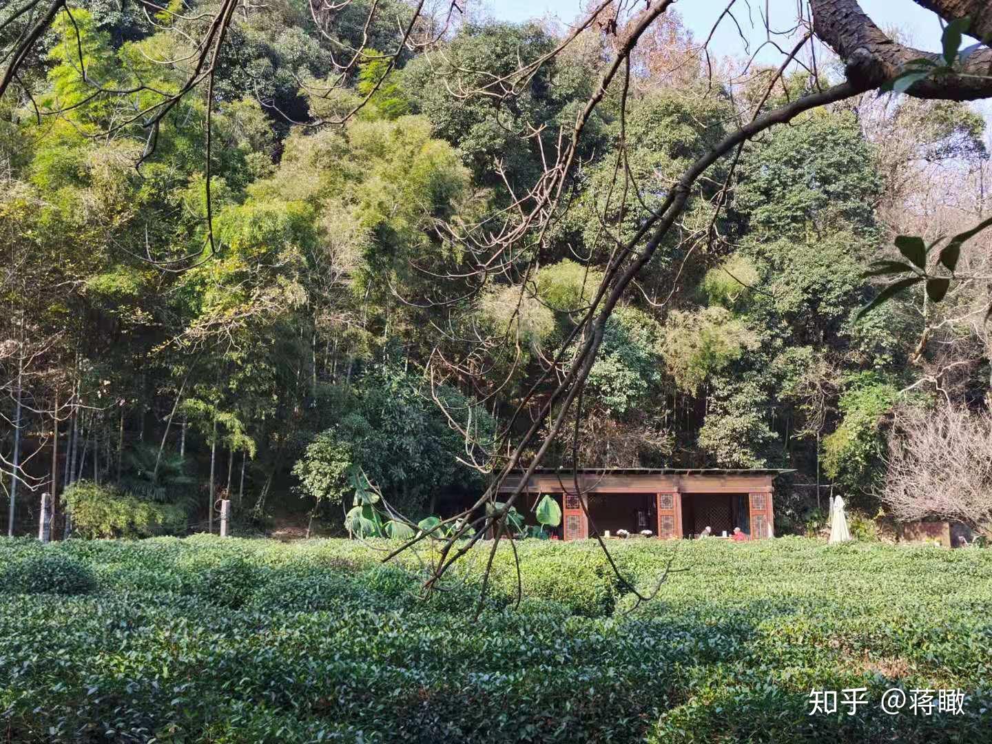 杭州1天游哪些地方值得去的？轻松一日游攻略带你玩遍西湖、灵隐寺、龙井村